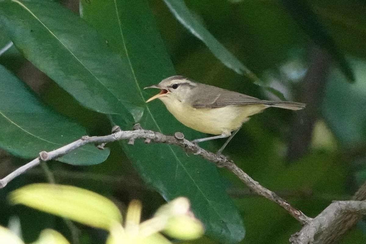 Rote Leaf Warbler - ML645789941
