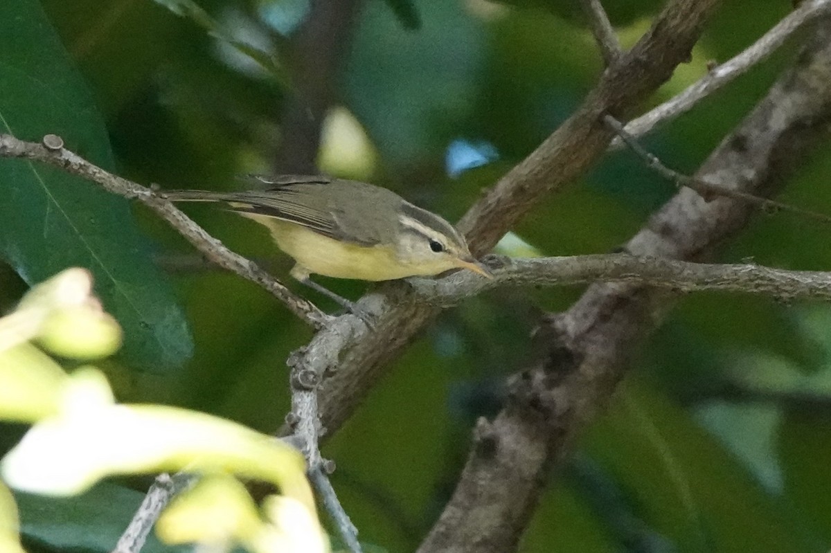 Rote Leaf Warbler - ML645789942