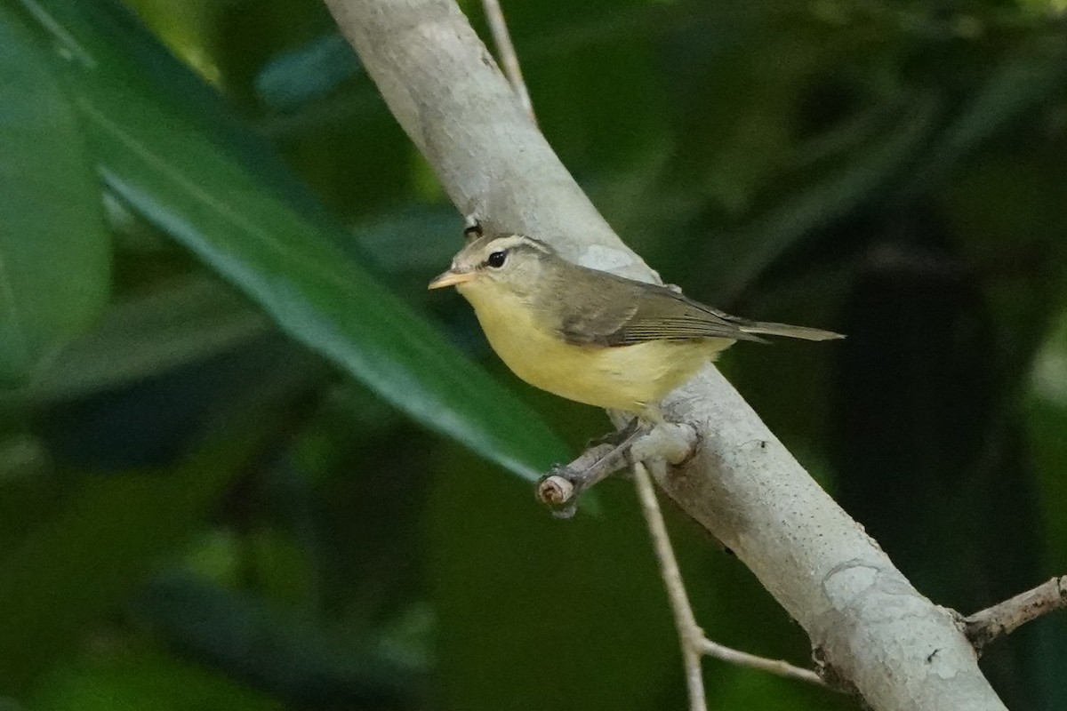 Rote Leaf Warbler - ML645789943