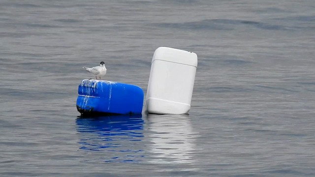 Розовая крачка - ML645789945