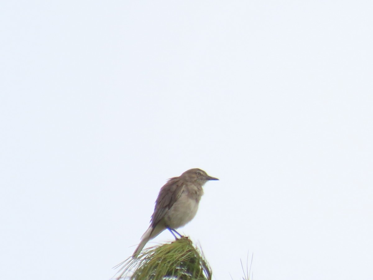 Black-billed Shrike-Tyrant - ML645789946