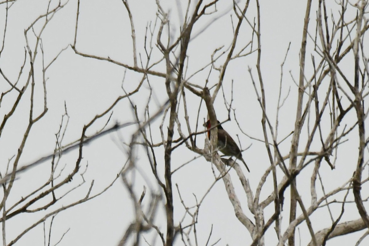 Лібія чорношия - ML645789947