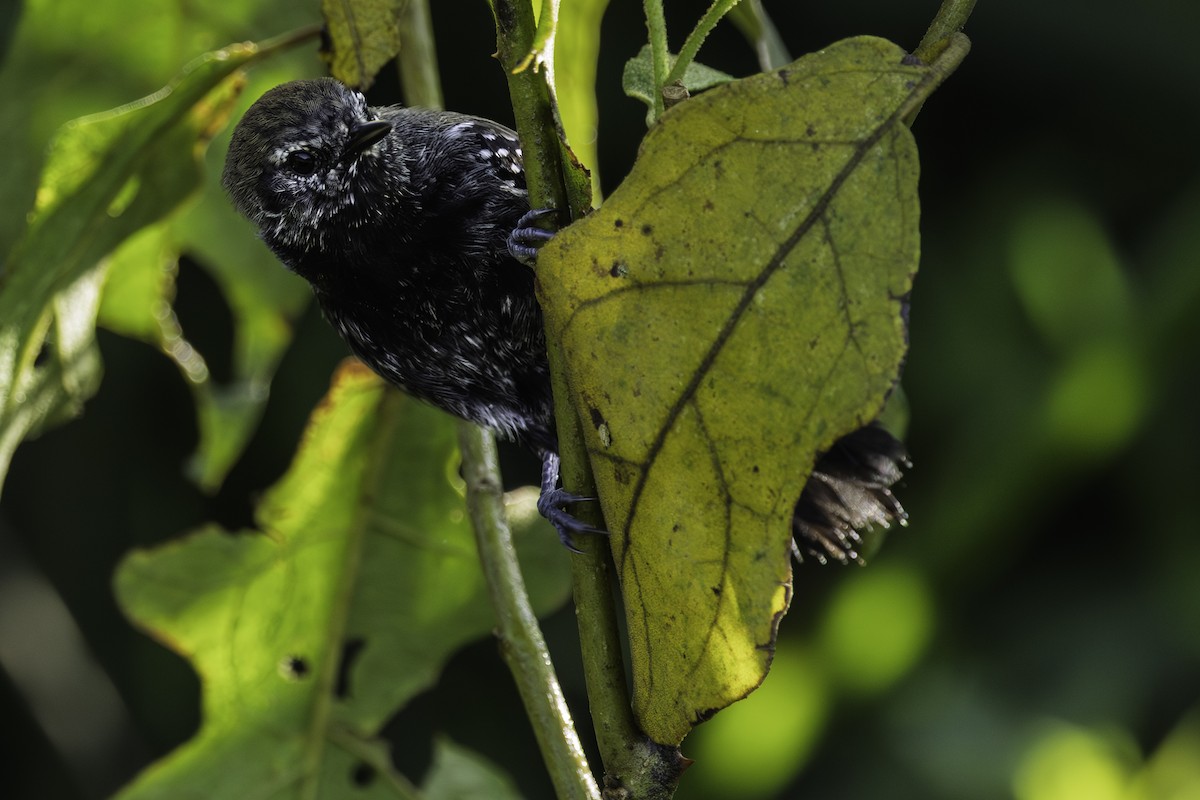 Marsh Antwren - ML645789950