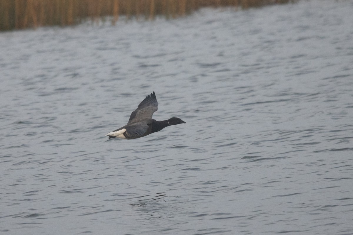 Brant (Dark-bellied) - ML645789955