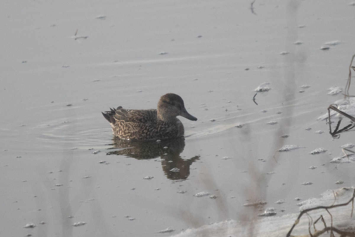 Green-winged Teal - ML645789958