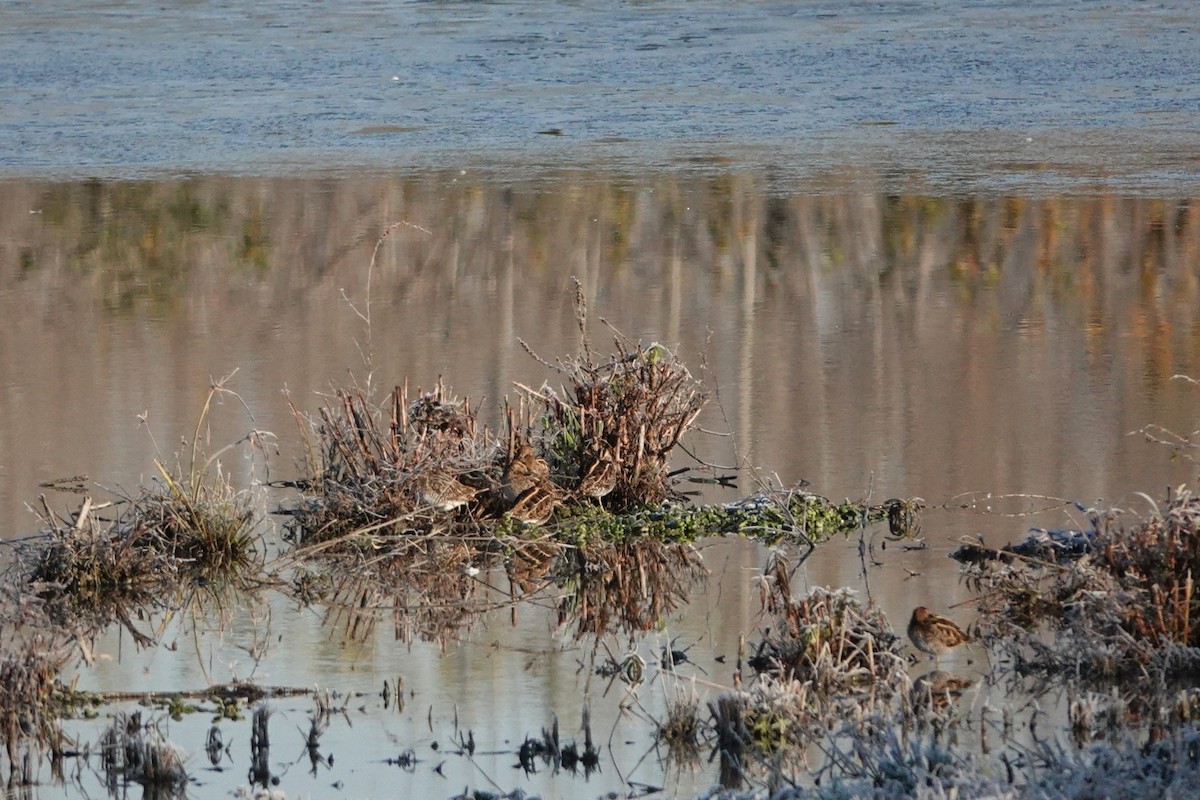 Common Snipe - ML645789967