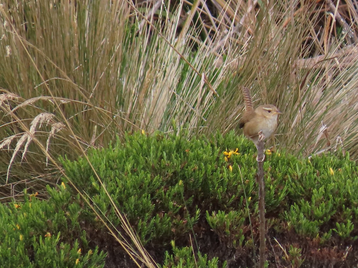 Pampazaunkönig - ML645789981