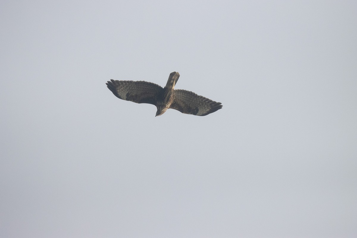 Common Buzzard - ML645789984