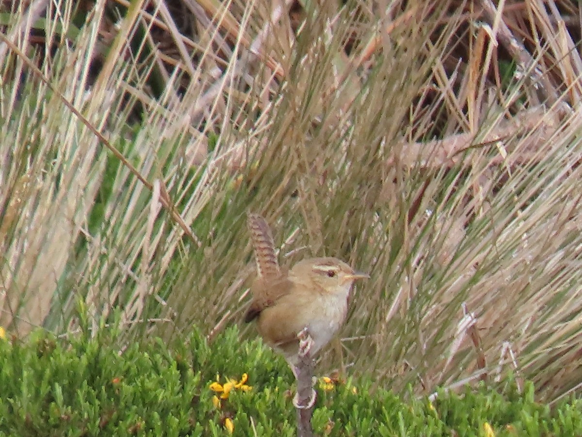 Pampazaunkönig - ML645789989