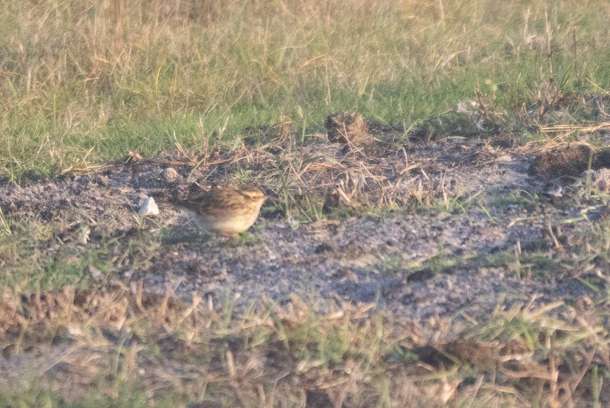 Wood Lark - ML645789990