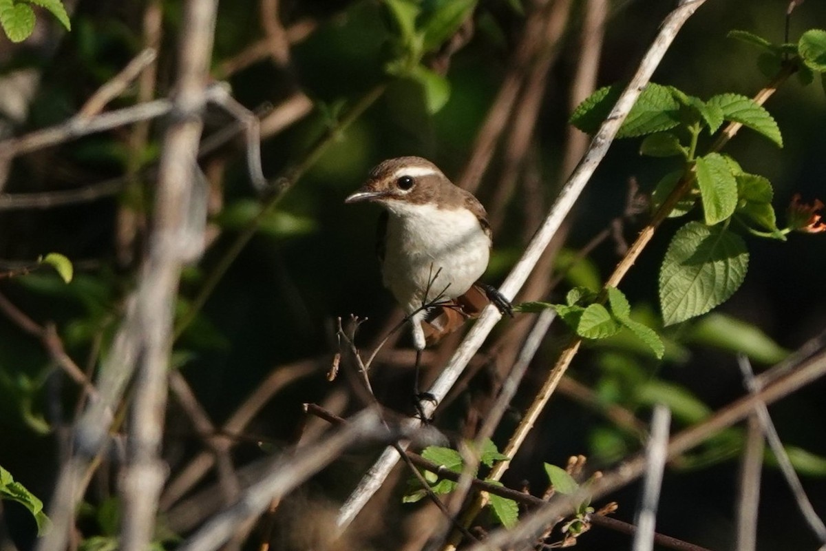Timor Bushchat - ML645789999