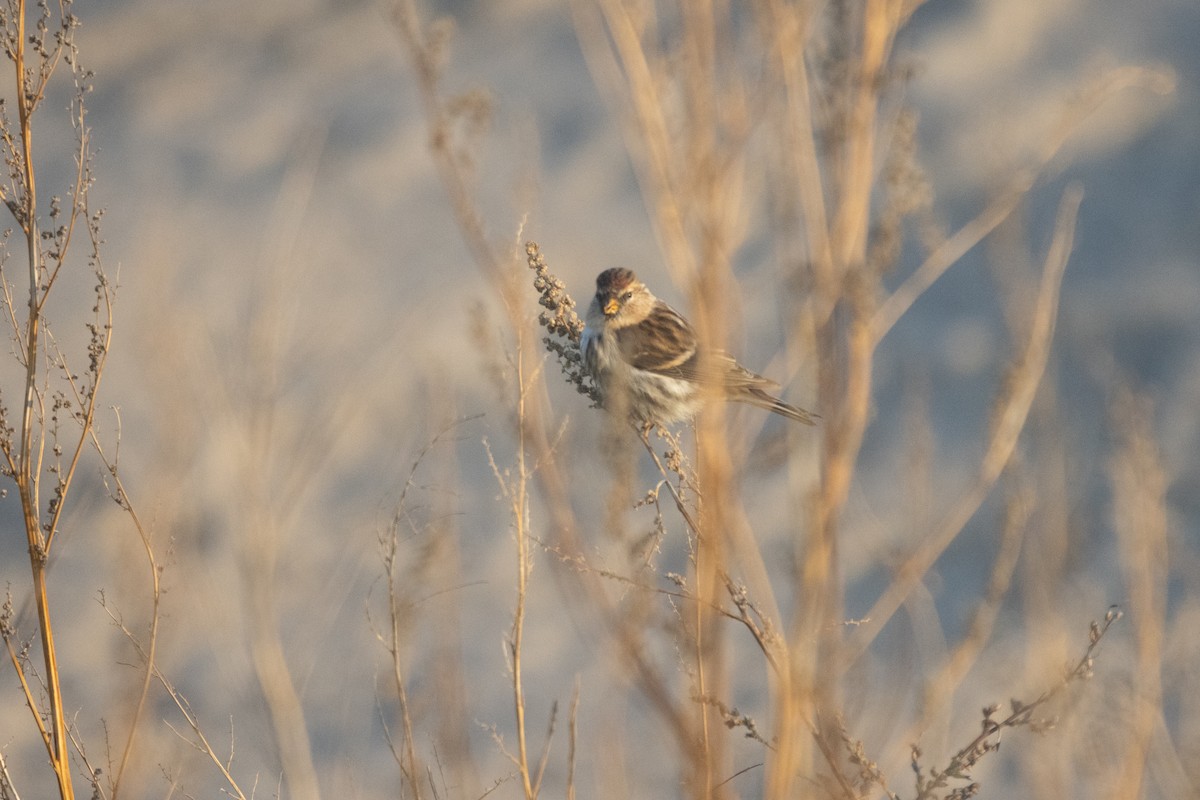 Redpoll - ML645790004