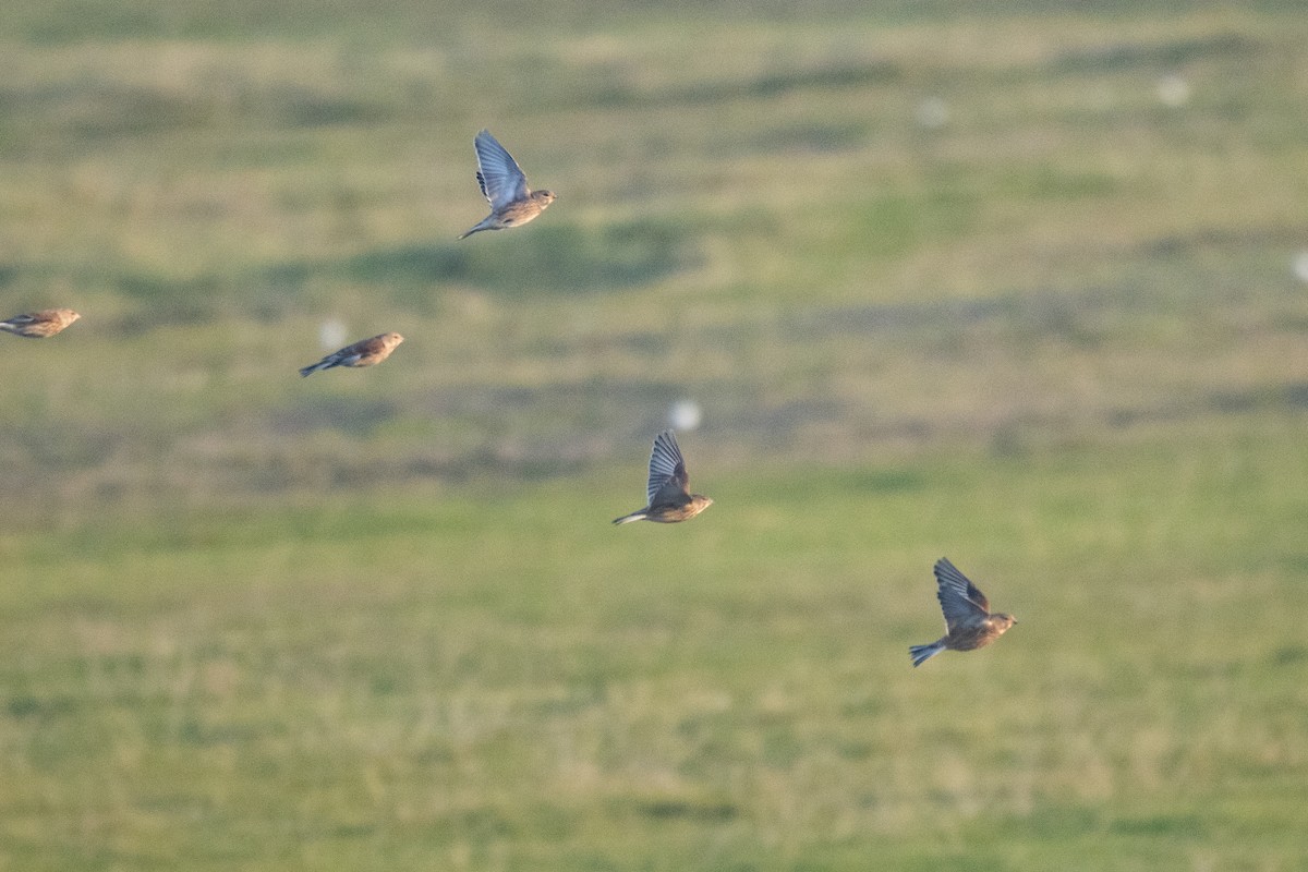 Eurasian Linnet - ML645790007