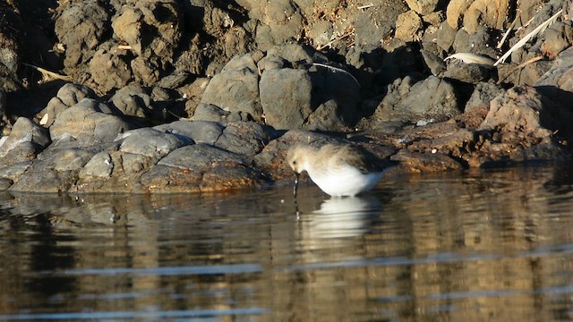 Чернозобик - ML645790042