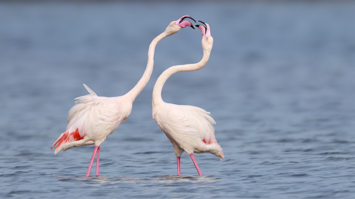 Greater Flamingo - ML645790043