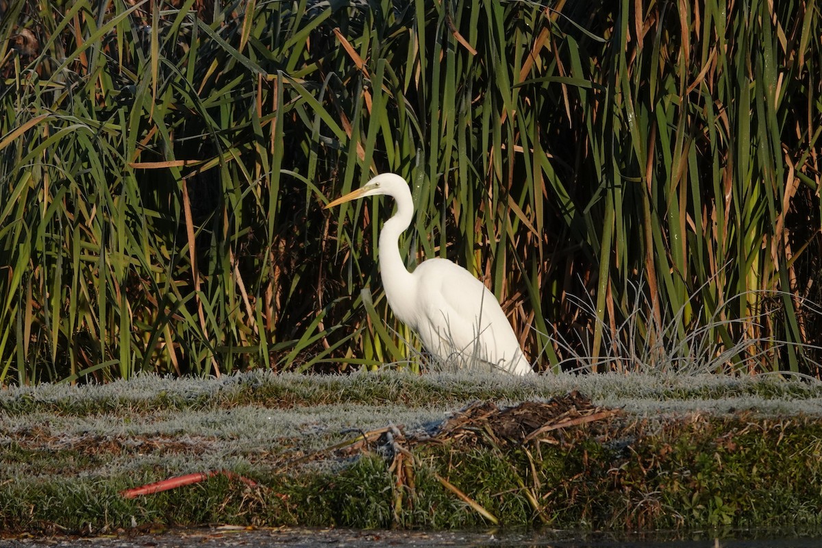 Great Egret - ML645790050