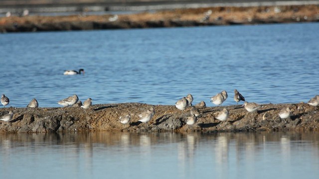 Малый веретенник - ML645790100