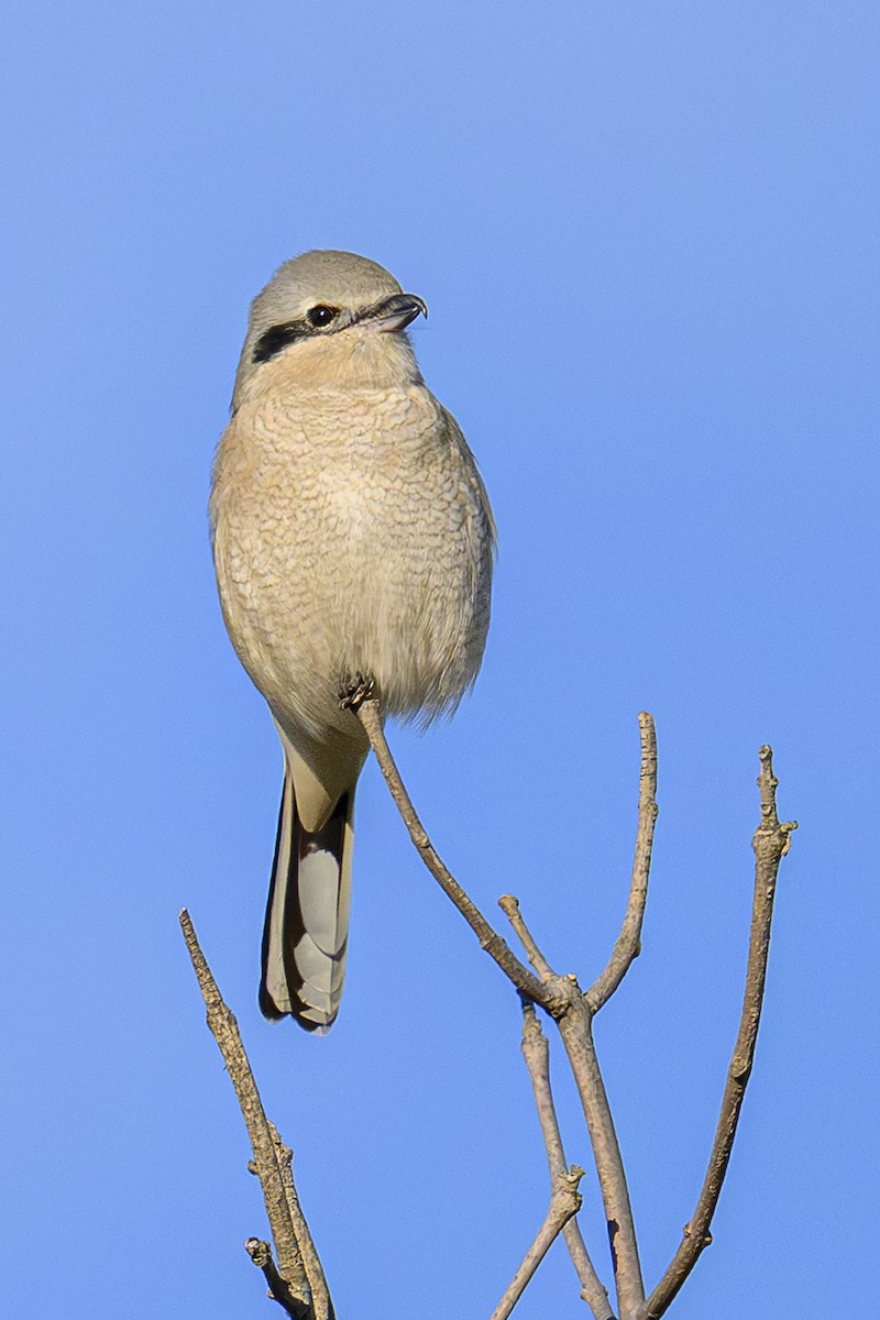 Northern Shrike - ML645790105