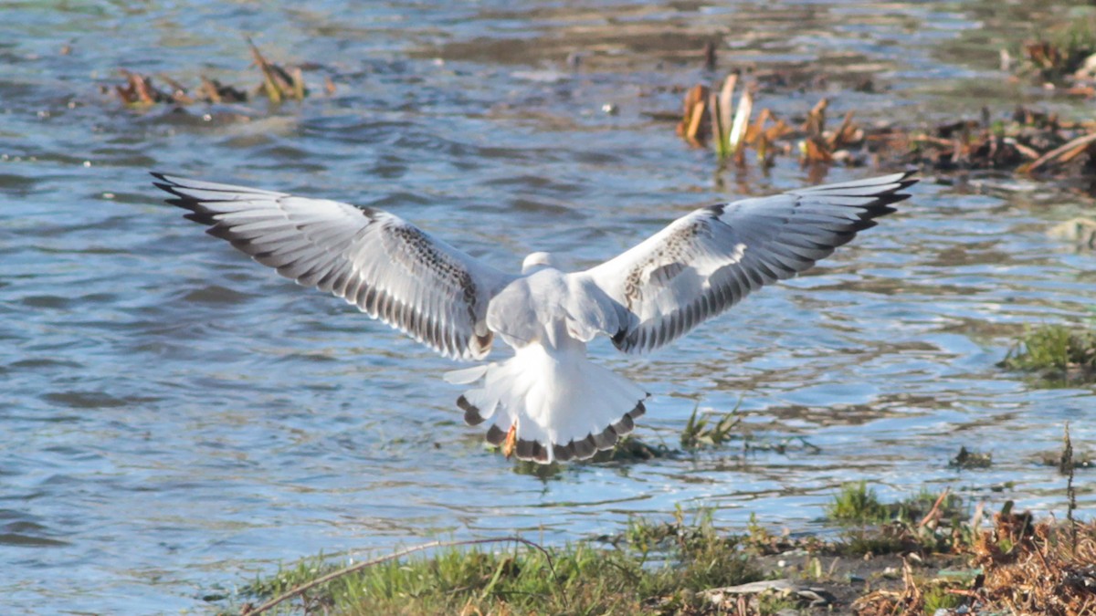 Black-headed Gull - ML645790142