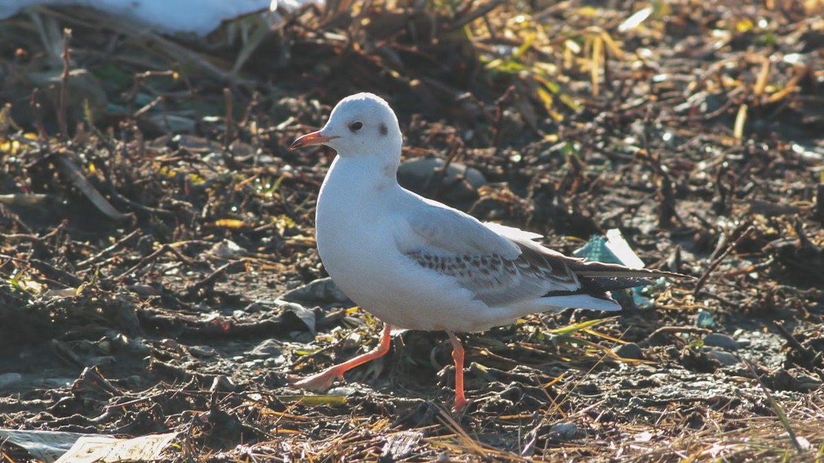 Black-headed Gull - ML645790143