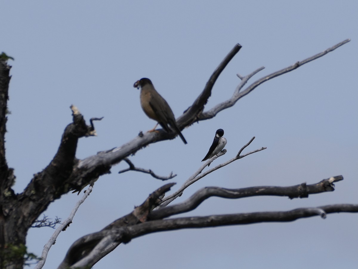 Chilean Swallow - ML645790147