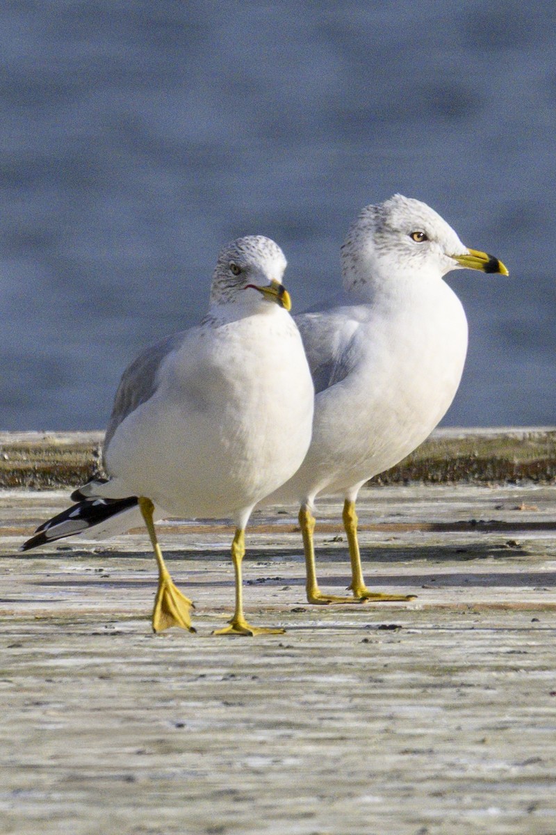 Ring-billed Gull - ML645790165