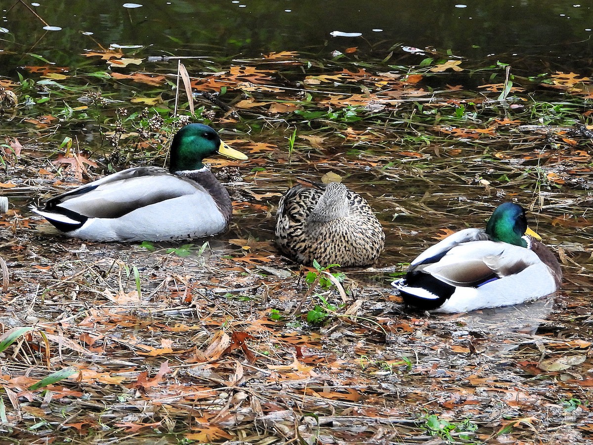 kachna divoká - ML645790192