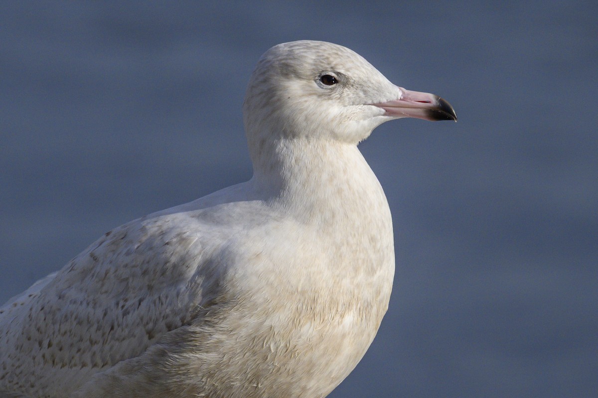 Glaucous Gull - ML645790195