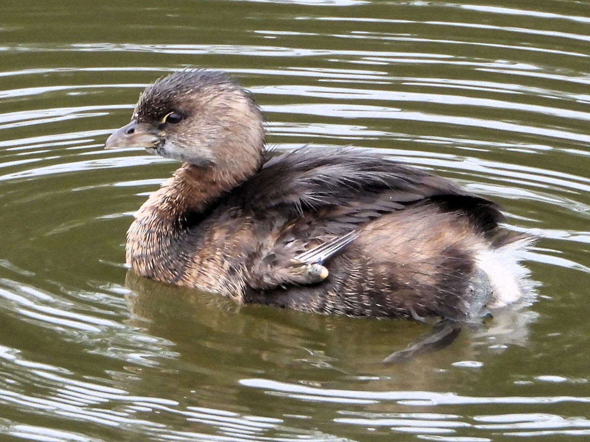 potápka americká - ML645790204