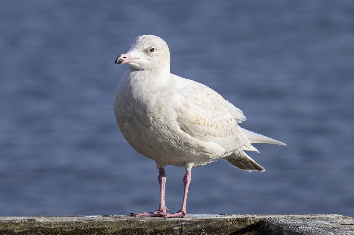 Glaucous Gull - ML645790206