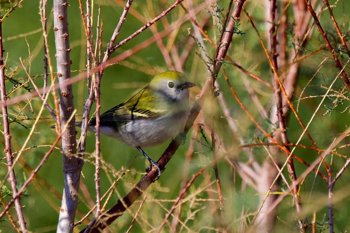 Chestnut-sided Warbler - ML645790215