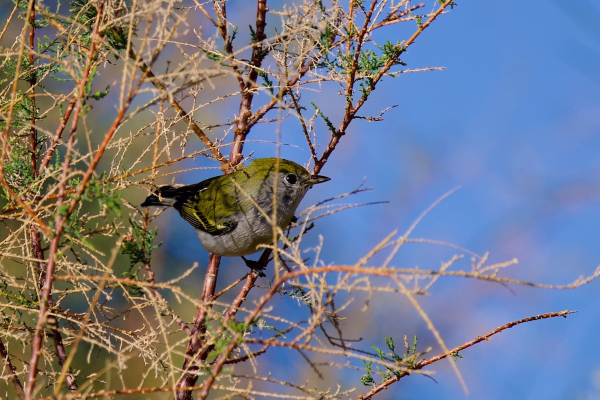 Chestnut-sided Warbler - ML645790216