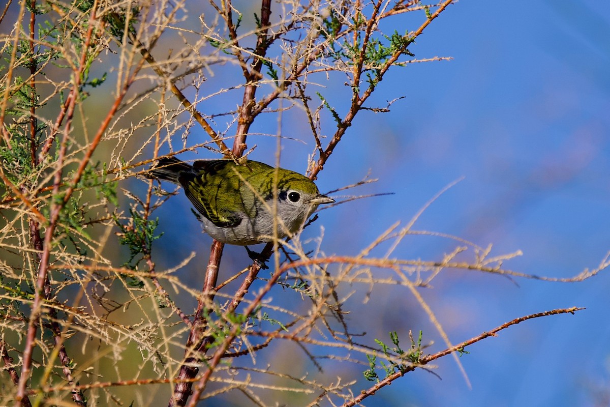 Chestnut-sided Warbler - ML645790217