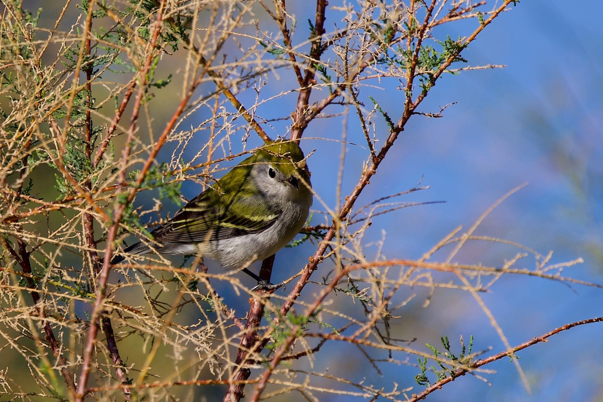 Chestnut-sided Warbler - ML645790218