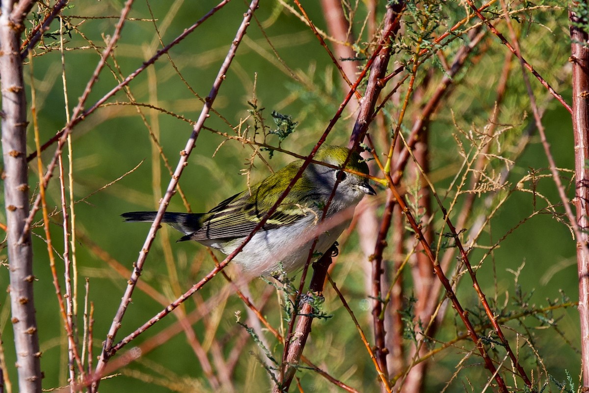 Chestnut-sided Warbler - ML645790219