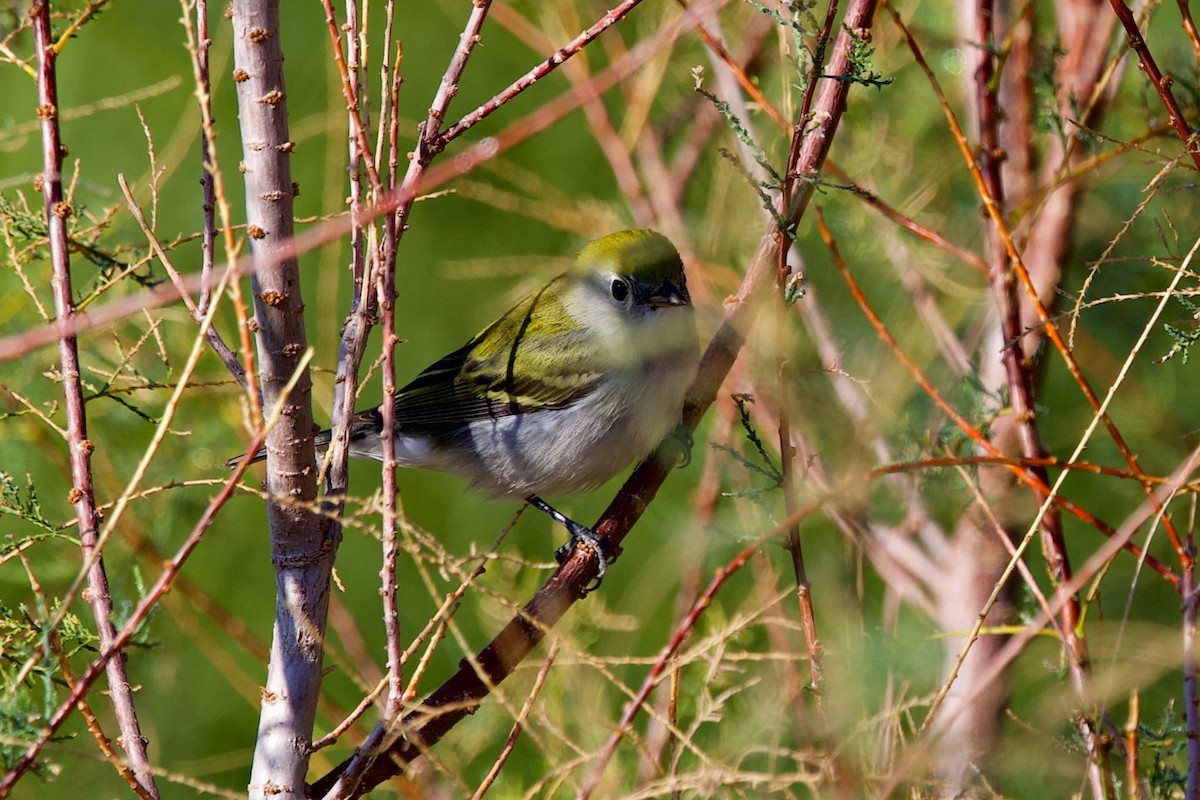Chestnut-sided Warbler - ML645790220