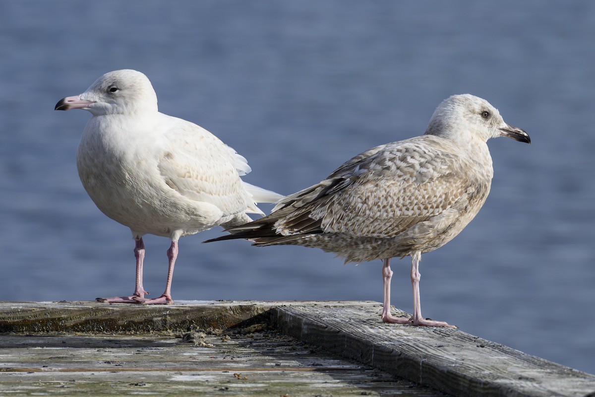 Glaucous Gull - ML645790222