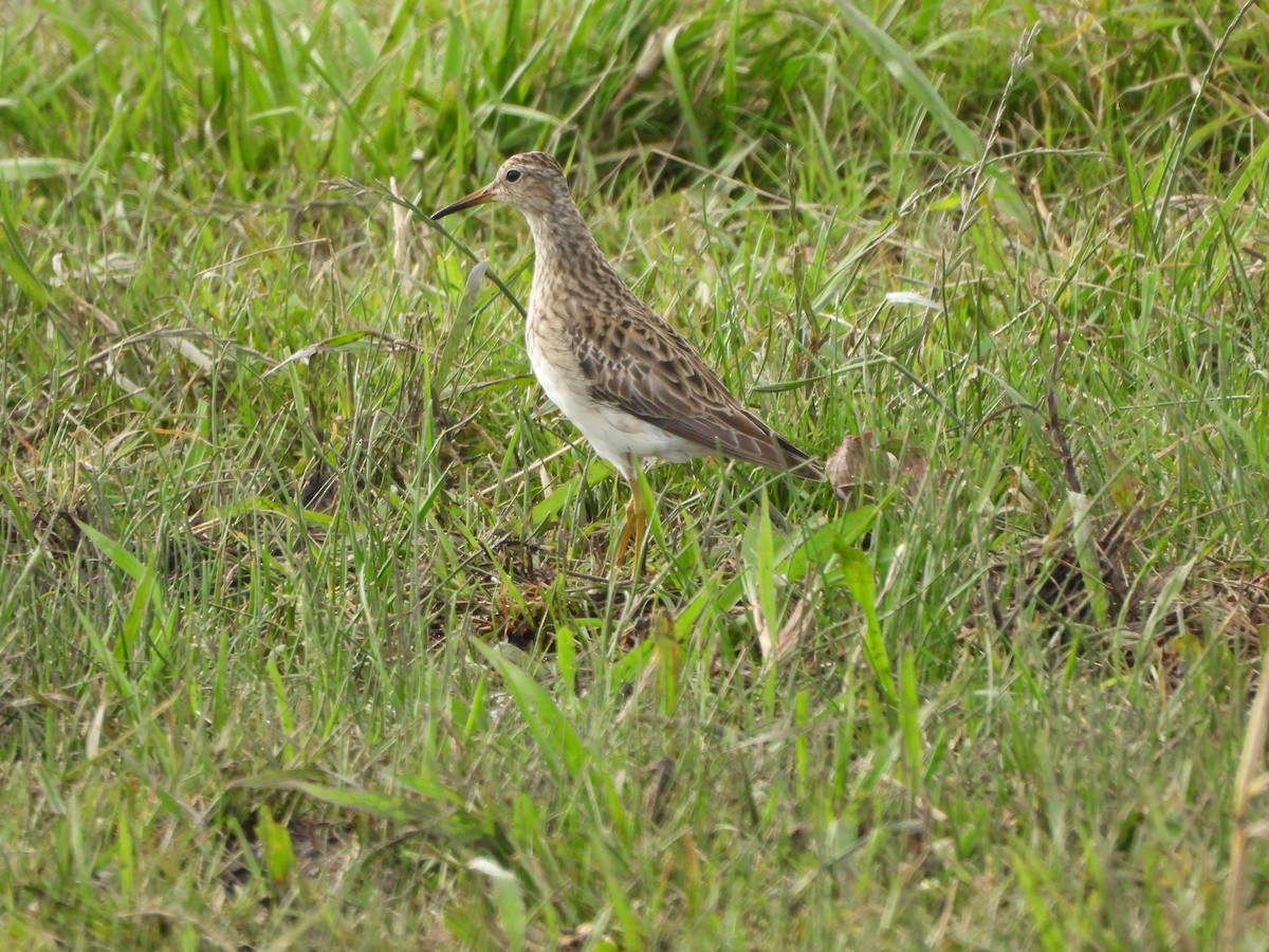 Дутыш - ML645790227