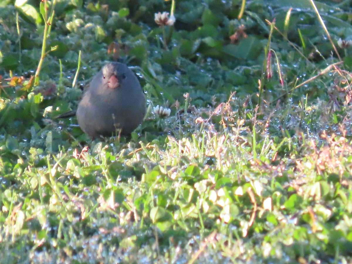 Plain-colored Seedeater - ML645790230