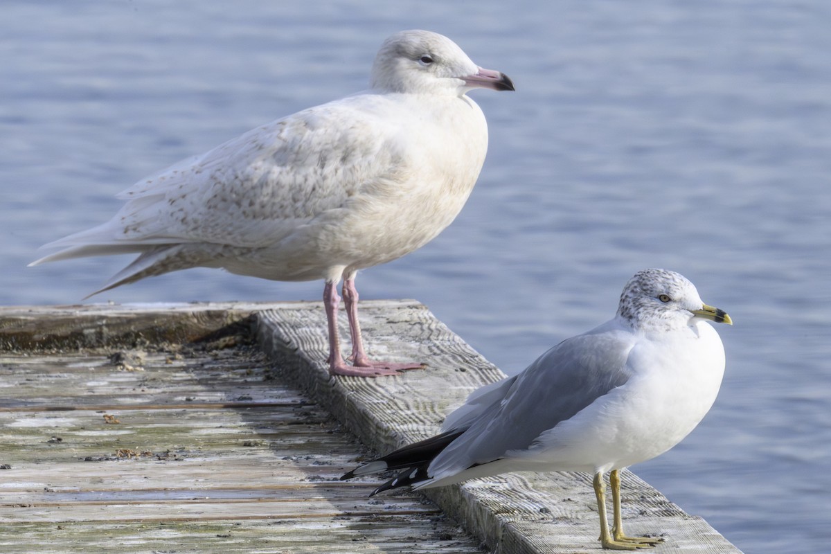 Glaucous Gull - ML645790237