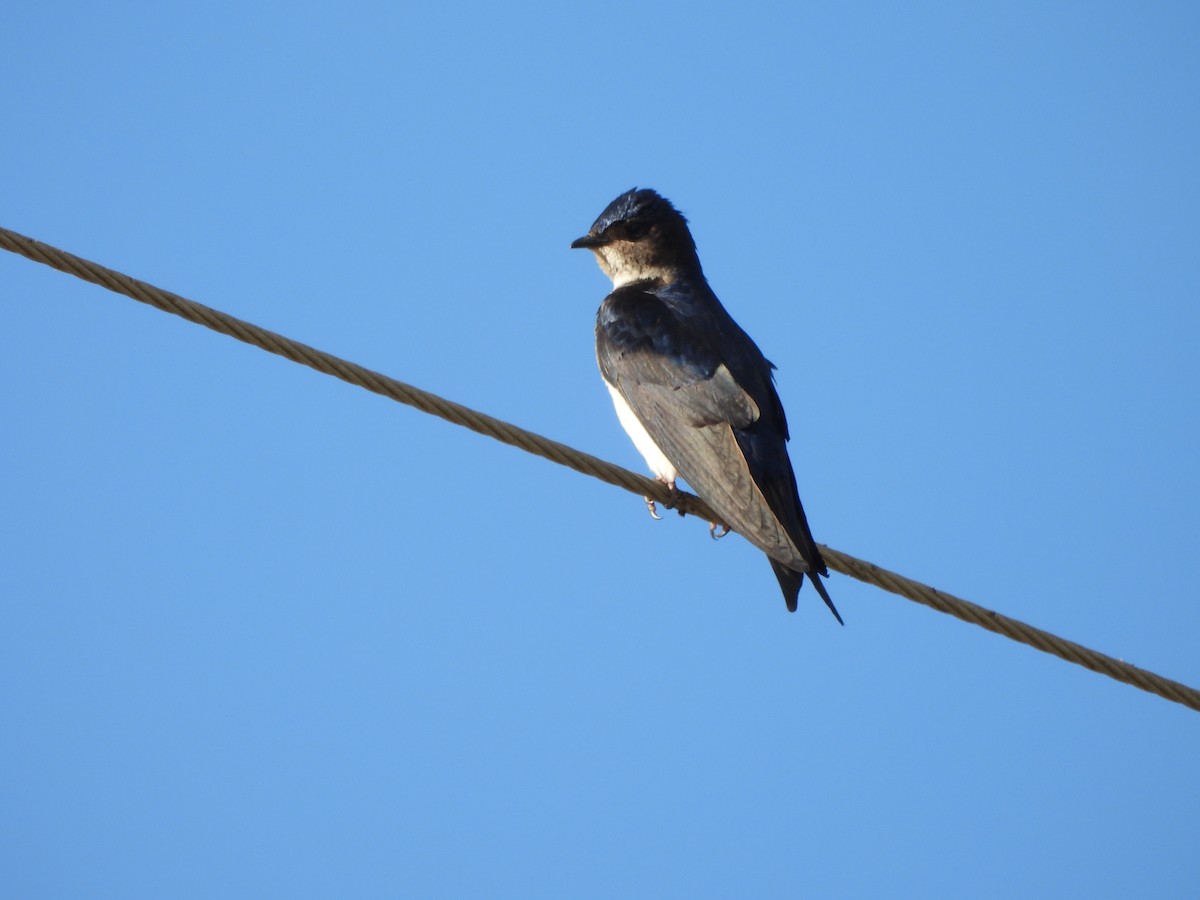 Gray-breasted Martin - ML645790239