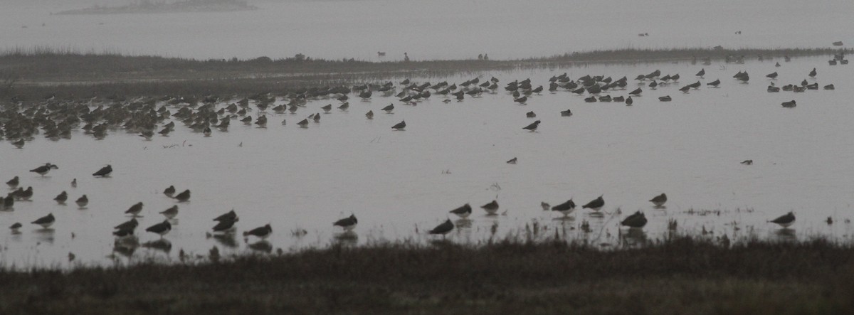 Сивка звичайна - ML645790265