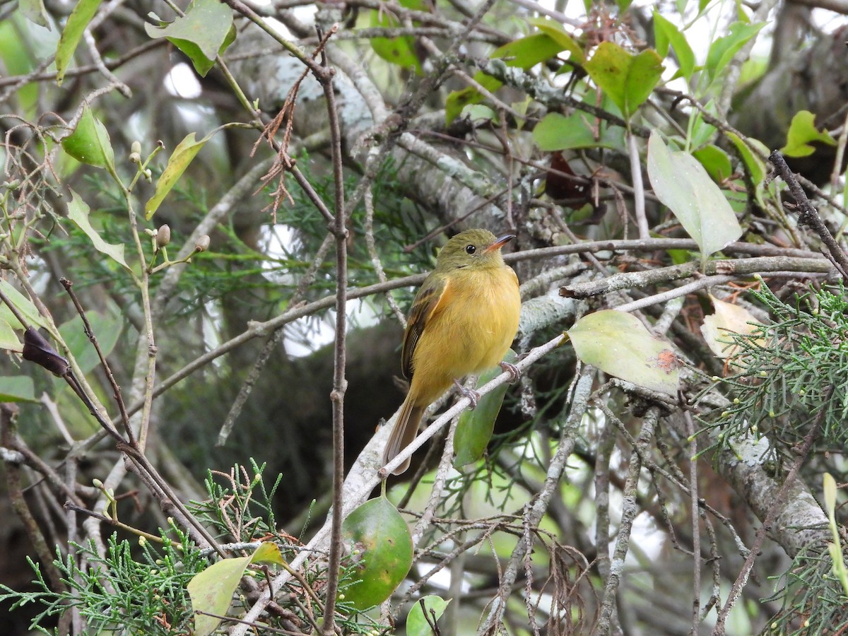 Pipromorphe roussâtre - ML645790266