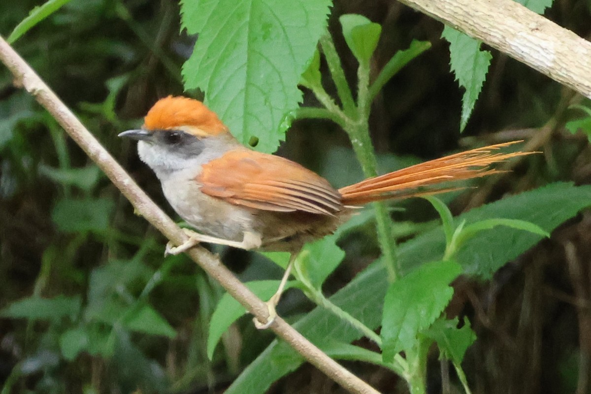 Rufous-capped Spinetail - ML645790270
