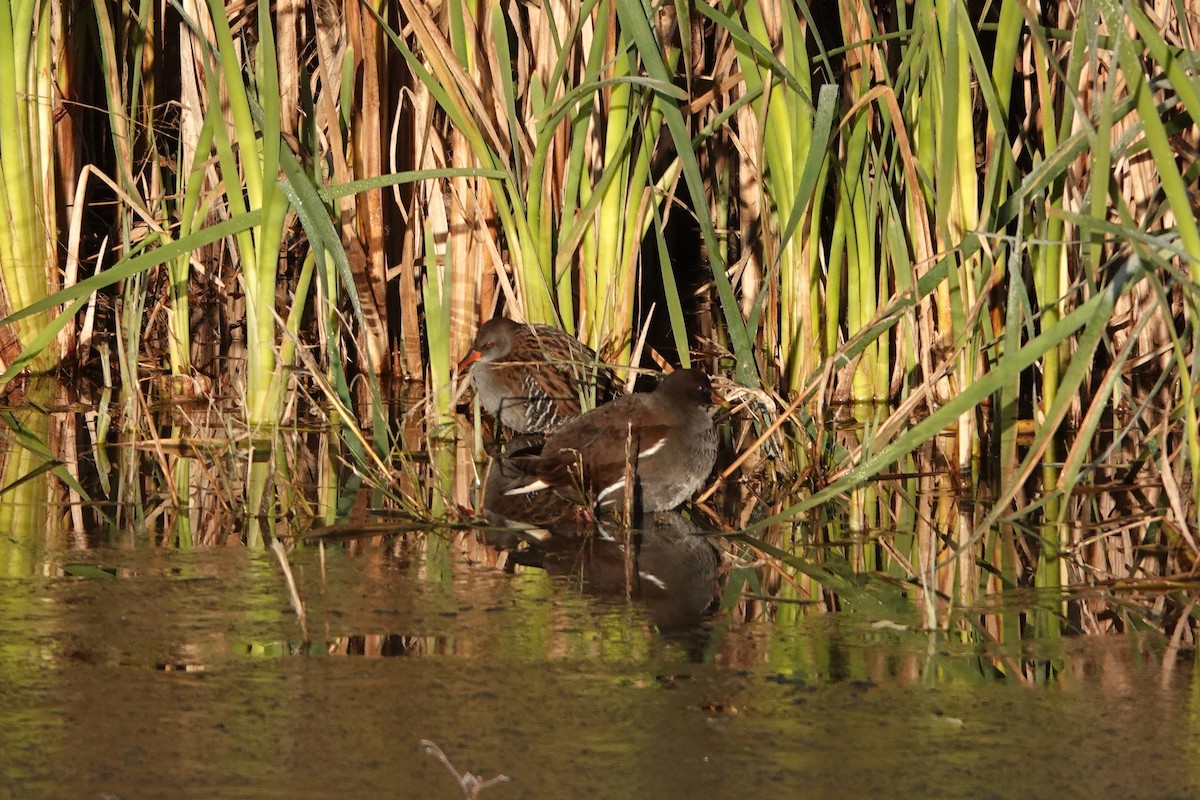 Water Rail - ML645790272