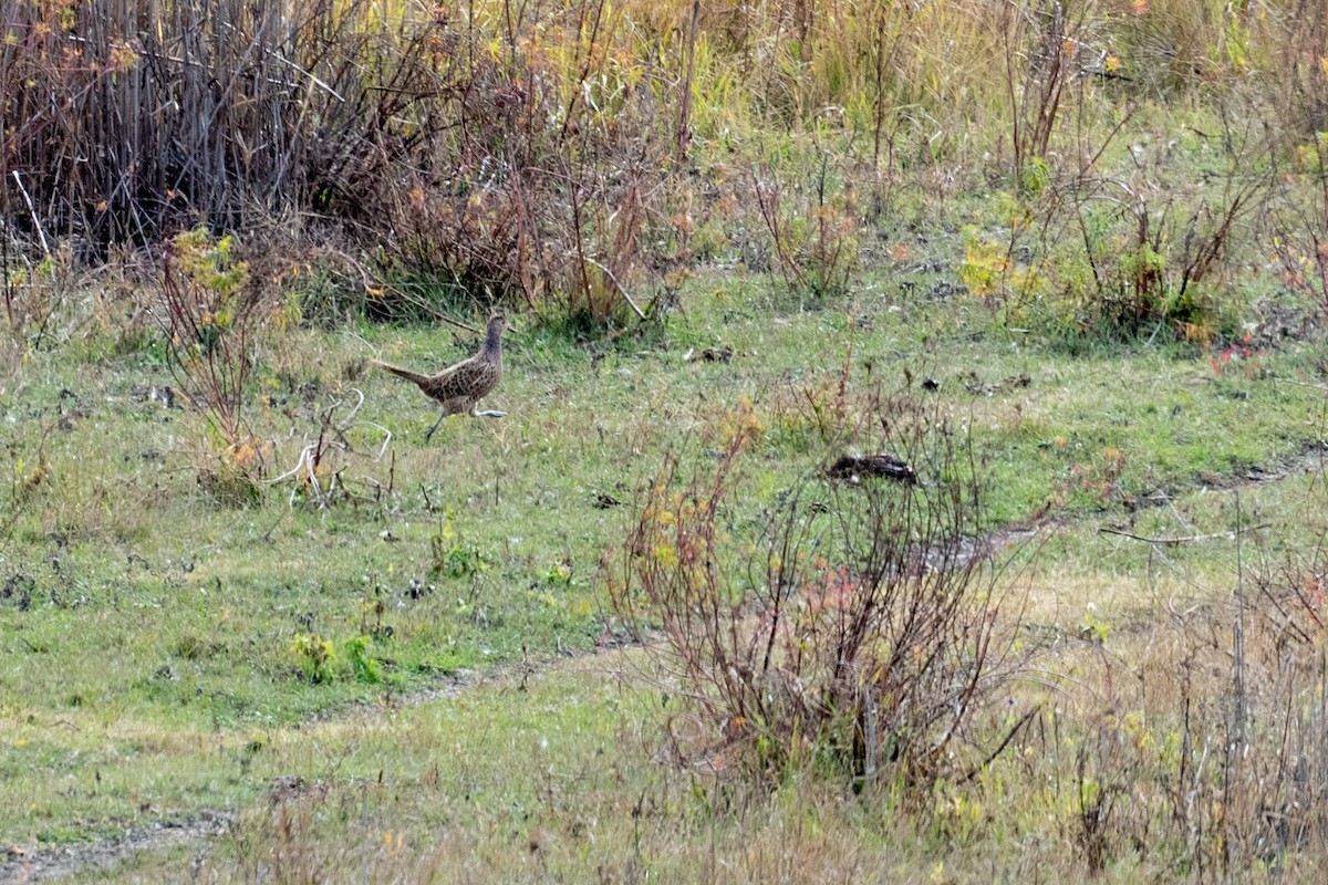 Ring-necked Pheasant - ML645790286