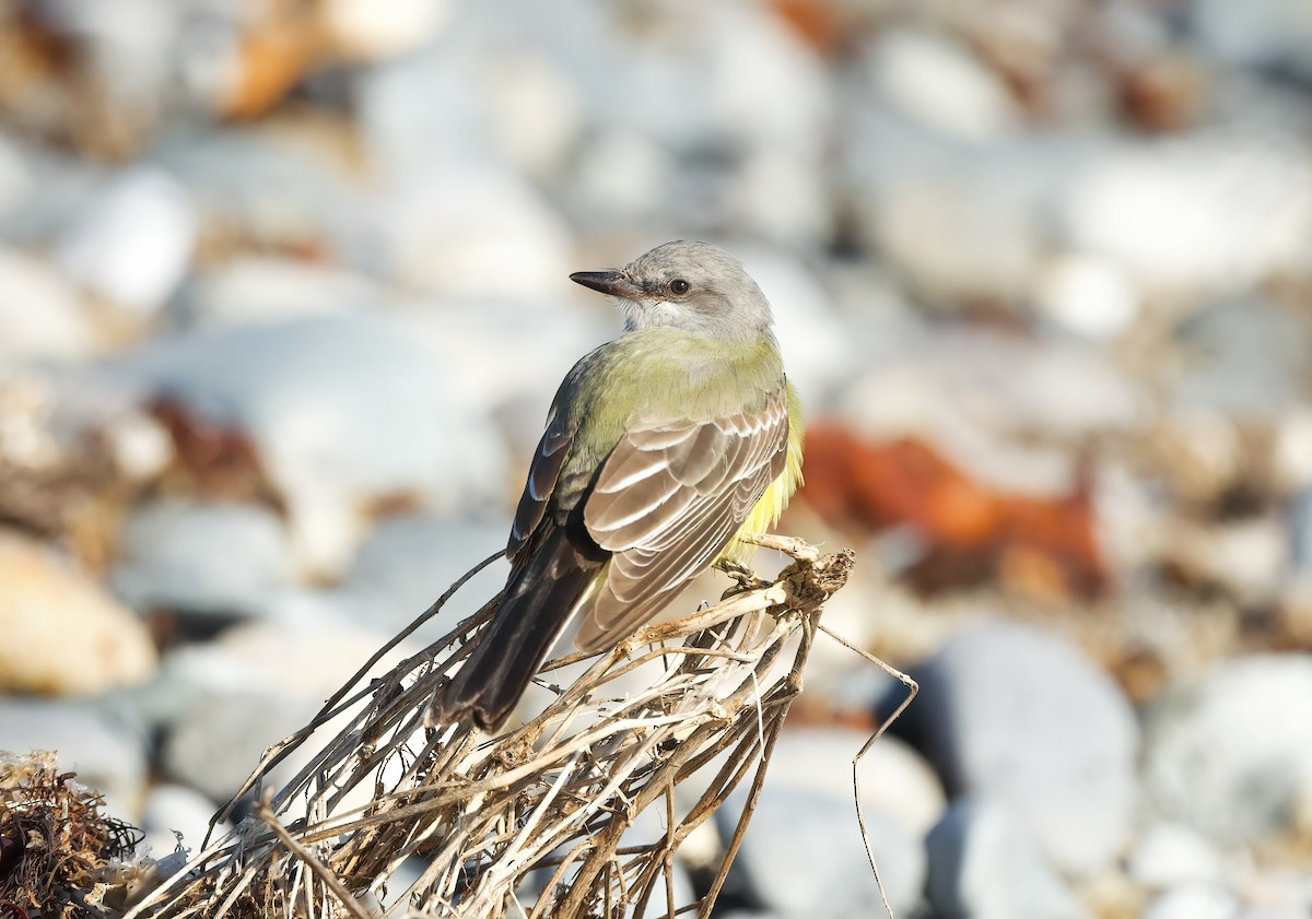 Western Kingbird - ML645790289