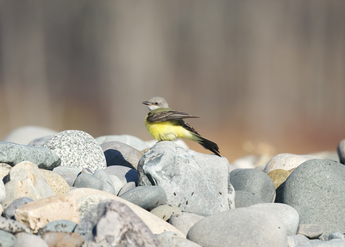 Western Kingbird - ML645790290