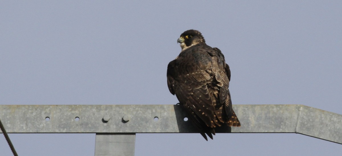 Peregrine Falcon - ML645790324