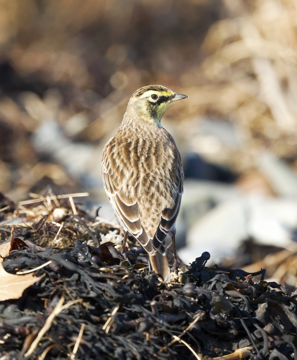 Horned Lark - ML645790325